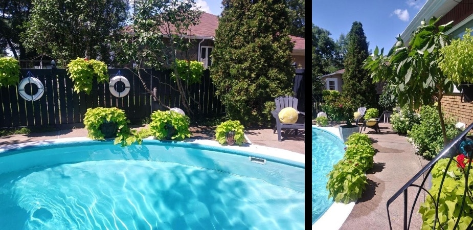 Chez Baza - Extérieur - arrière, piscine